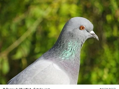 Google Pigeon