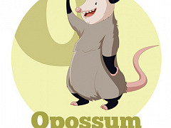 Opossum