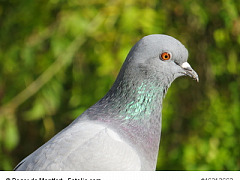 Pigeon